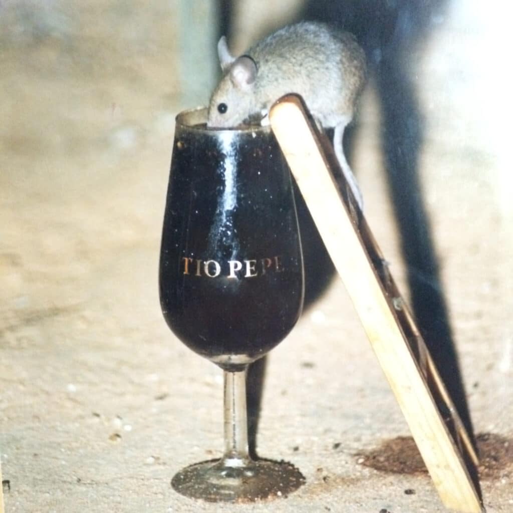 Tio Pepe mus