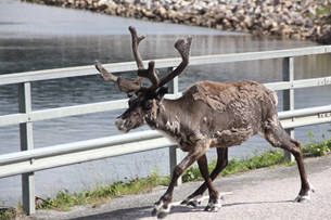 Ren på väg!