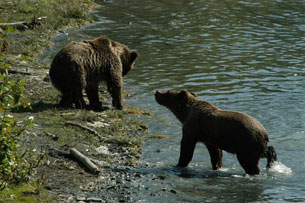Två grizzlyungar har kul i vattnet