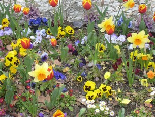Våren är en vacker tid då allt blommar