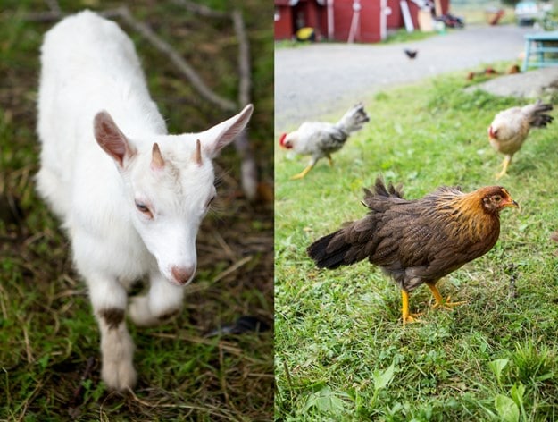 Alla hönsen och de två killingarna hälsar oss välkomna så fort vi kör in på gården.