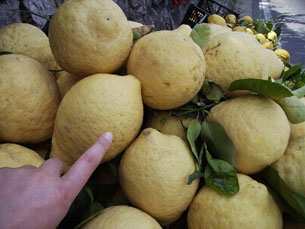 Det är bl.a. i den södra delen av Italien som likören Limoncella produceras av jättestora citroner