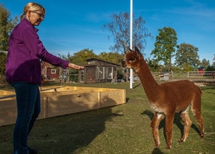 - Vi har ett extra socialt kompetent sto, säger Gunnar Jämtin.