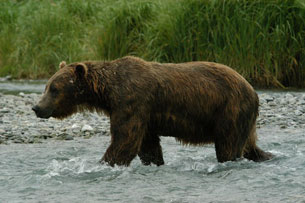 Mødet med Grizzlybjørnene var en kæmpe oplevelse.. se hvor tæt på vi kom