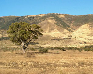 Flinders Range - som prærien i det vilde vest