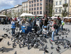 Det finns duvor överallt