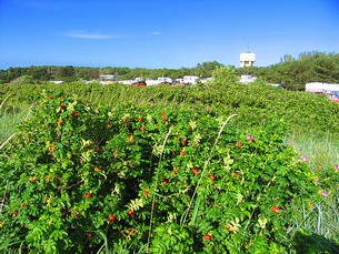 Fruktkapslarna från de vilda rosorna som finns i området kan användas till marmelad.