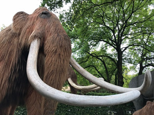 Mammut på Givskud Zoo.