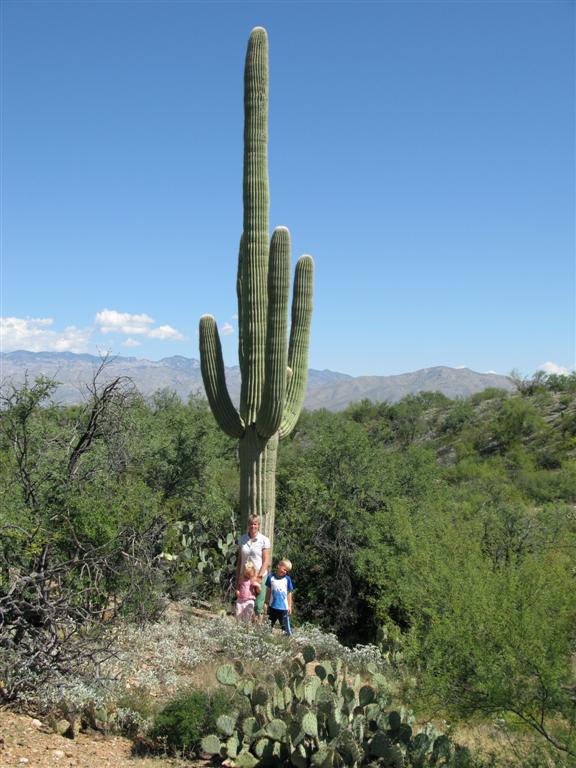 Femton meter höga kaktusar ”Giant Saguaro” en av Vilda Västerns symboler i Saguaro Nationalpark