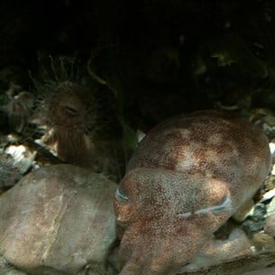 Den tio-armade bläckfisken Sepietta oweniana.