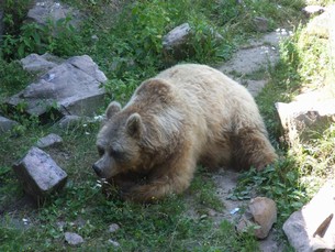 Bjørnen sover ikke, når man besøger Sveriges vilde dyr i Skånes Djurpark