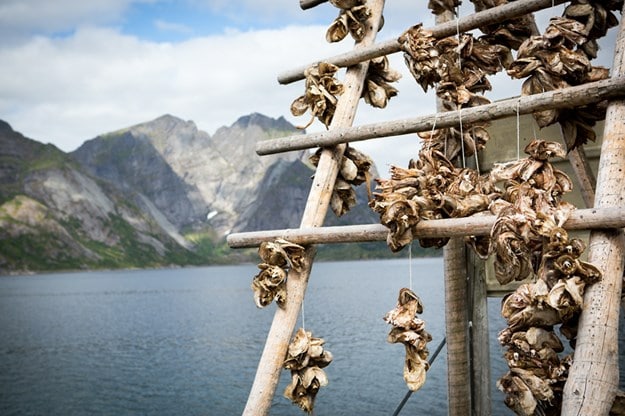 Torkade fiskhuvud som skickas till ett hjälpprojekt i Afrika. 