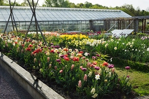 Tulpaner i maj månad i Rosendals trädgård. 