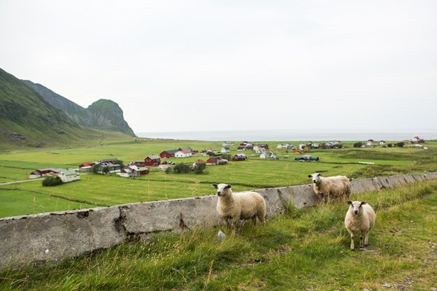 Utsikt över Unstad med sällskap av de ständigt närvarande fåren.