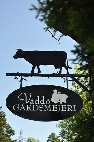 På Väddö Gårdsmejeri kan du åka på kosafari samt hyra en ko!