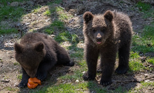 Söta björnungar i Skånes Djurpark.