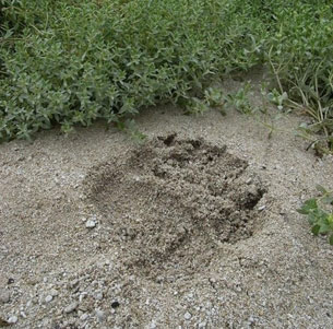 Detta är ett fotspår från en av de stora grizzlybjörnarna. Avtrycket är stort som en fotboll...