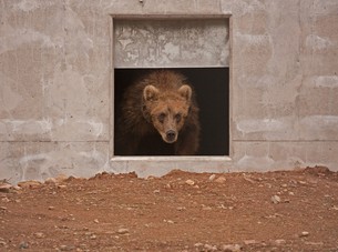 Taquoka hittades i Alaska i december 2010, efter att hans mamma blivit skjuten i den årliga björnjakten