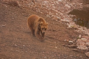 Förutom samarbetet med myndigheterna i Alaska är satsningen på Kodiakbjörn i Orsa Grönklitt möjlig tack vare investeringsstöd från länsstyrelsen i Dalarna samt stöd från EU och Region Dalarna