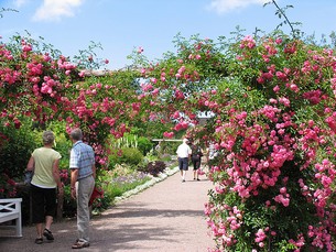 Sofiero slott i Helsingborg är speciellt känt för sin vackra rosenträdgård.