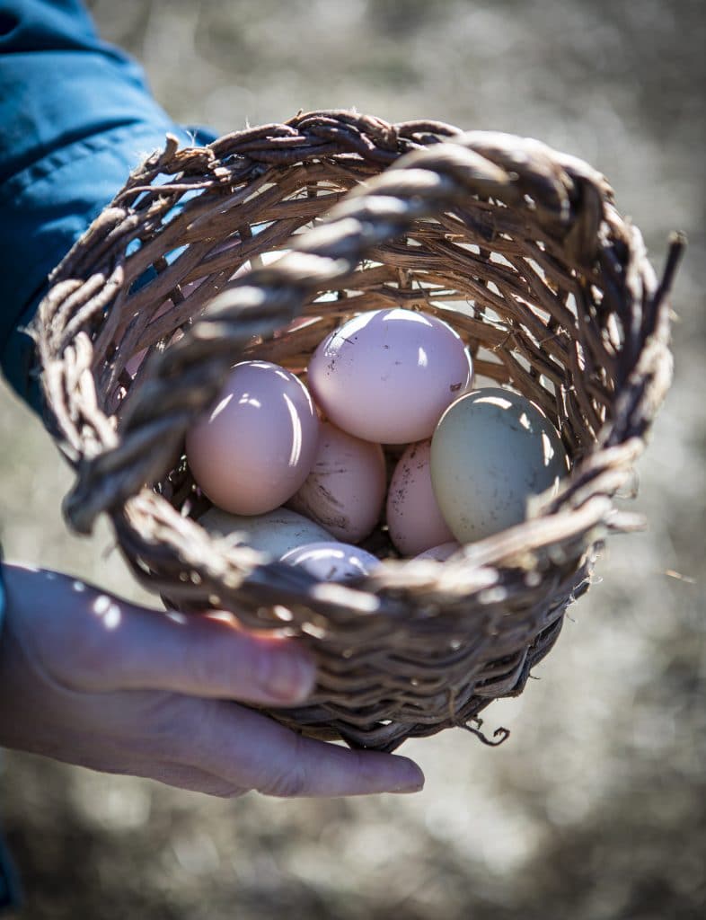 Vackra nyvärpta ägg. 