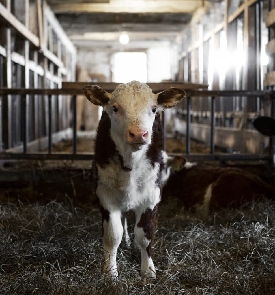 Den senaste medlemmen på Barkhults gård, endast några veckor gammal. 