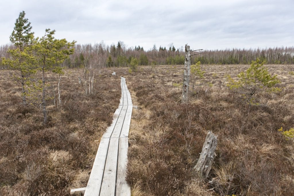 Att gå längs en spång i ett av Smålands naturområden ger dig nästan en känsla av att vandra i Lappland.