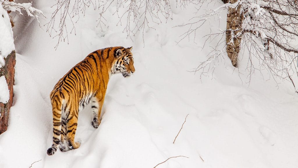 Amurtiger i Orsa Rovdjurspark